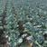 内蒙古呼伦贝尔精品西兰花有机花产地一千五百亩
