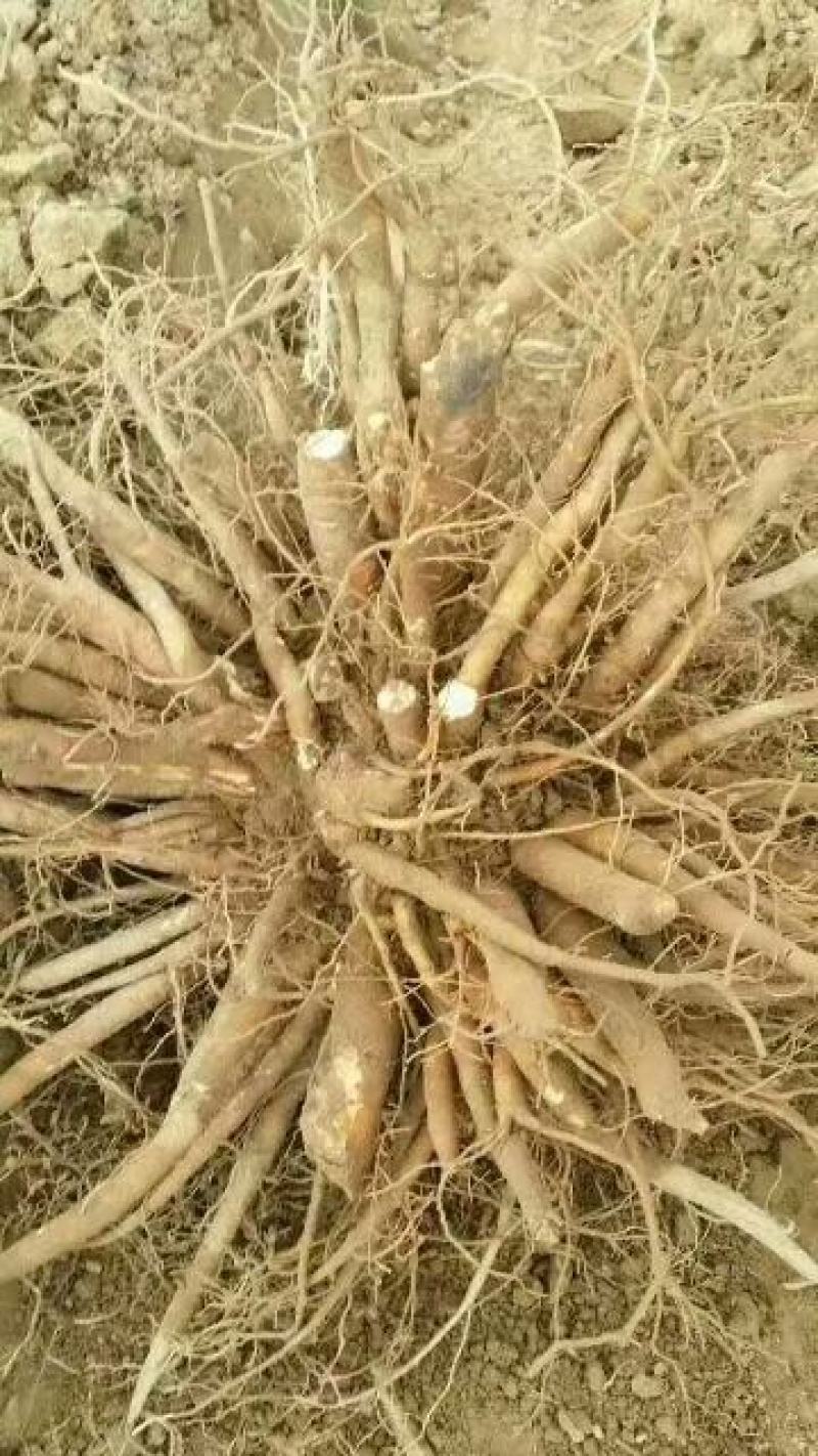 牡丹苗出售绿化工程牡丹苗，芍药苗园林设计规划，保证一手货