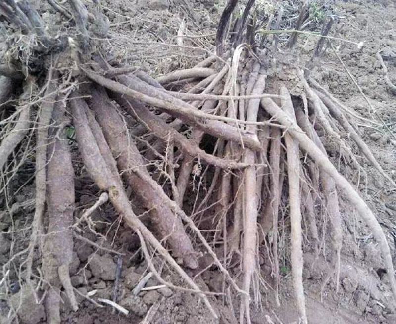 牡丹苗出售绿化工程牡丹苗，芍药苗园林设计规划，保证一手货
