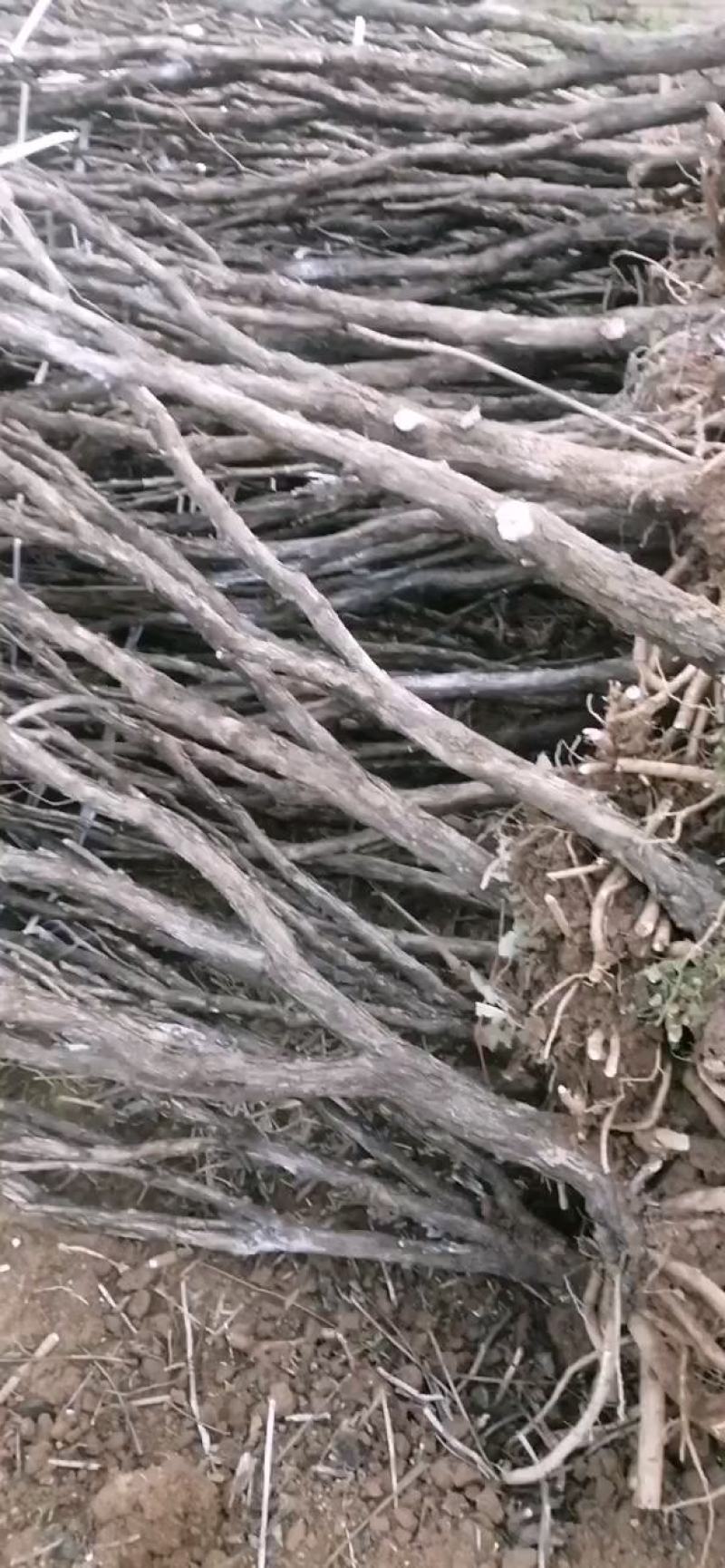 牡丹苗出售绿化工程牡丹苗，芍药苗园林设计规划，保证一手货