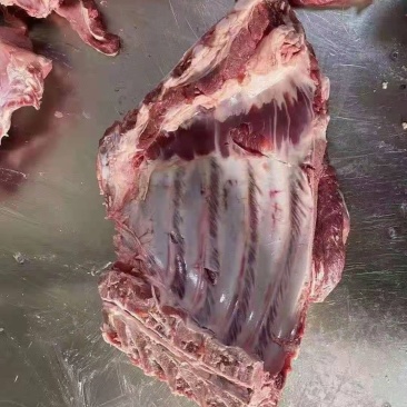 母猪前排，无颈前排，带颈前排，手续齐全，品质保证