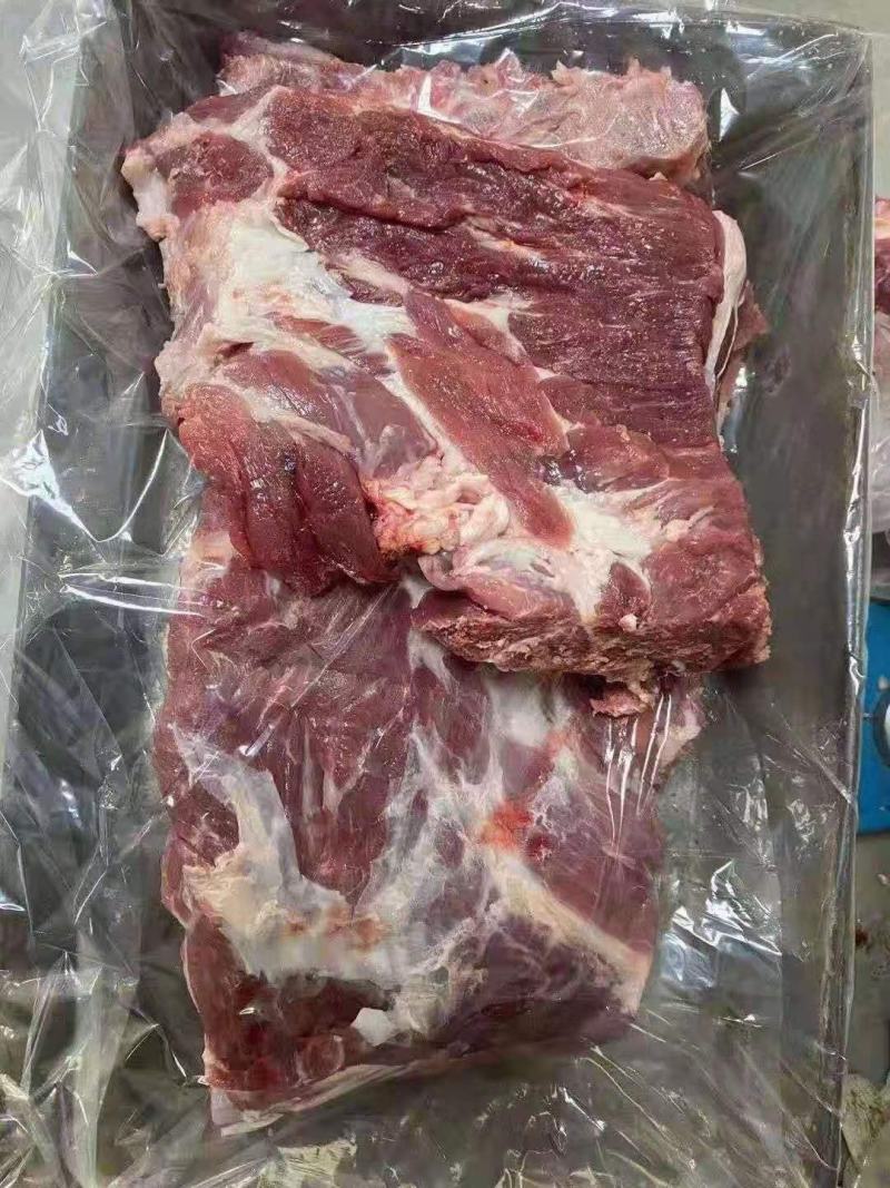母猪前排，无颈前排，带颈前排，手续齐全，品质保证