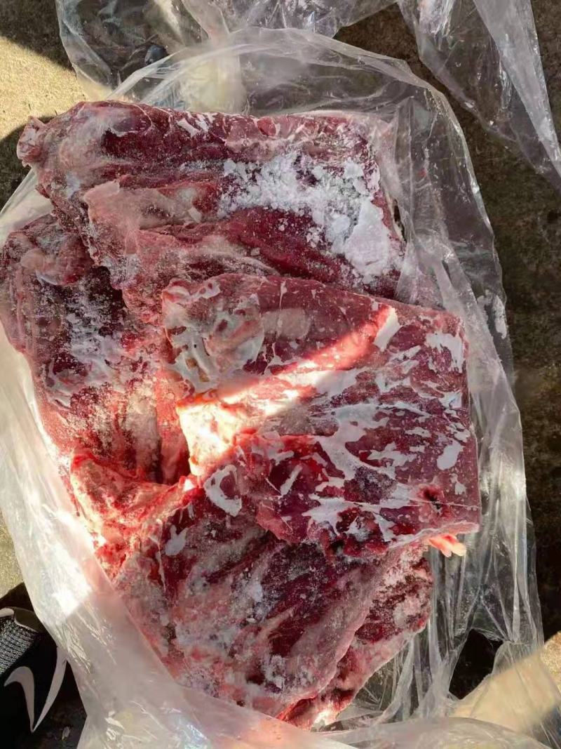 母猪前排，无颈前排，带颈前排，手续齐全，品质保证