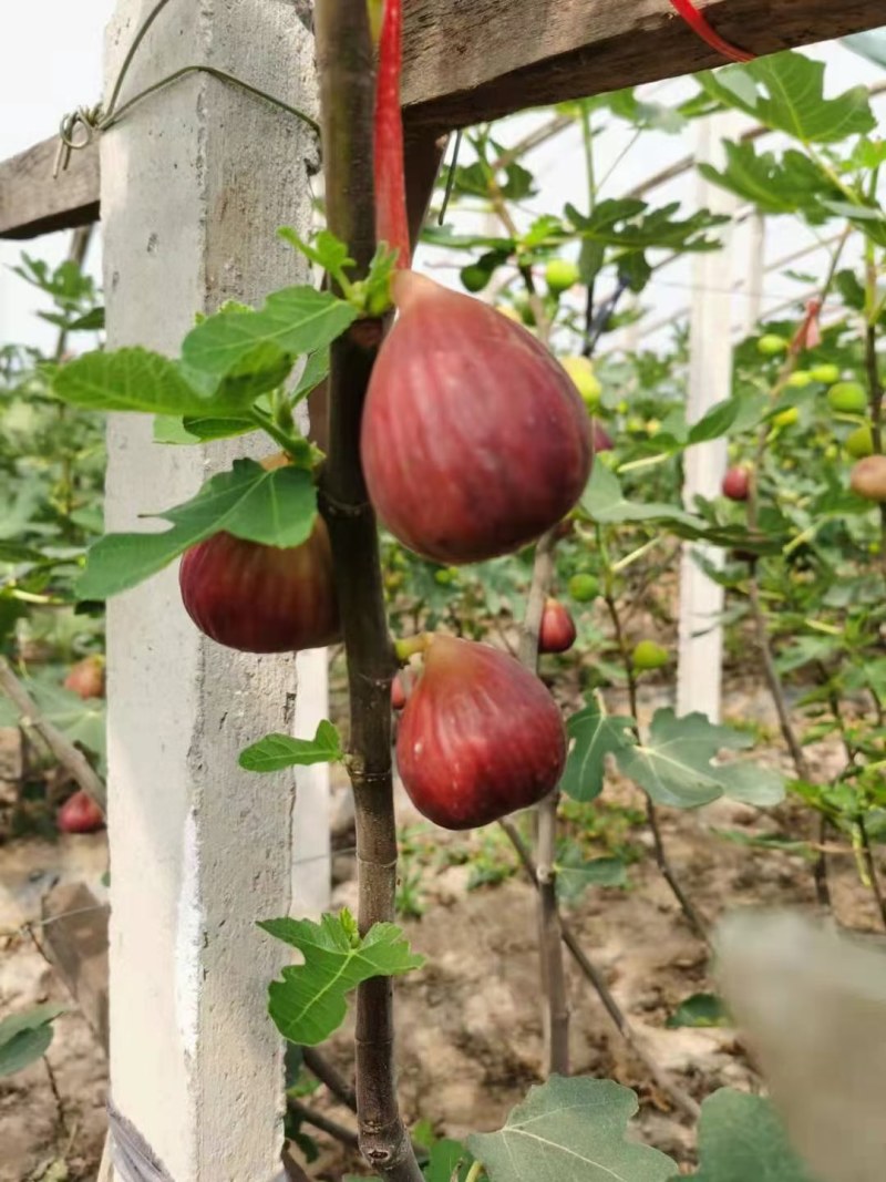 波姬红无花果苗矮化当年结果无花果树苗南北方盆栽地栽批发价