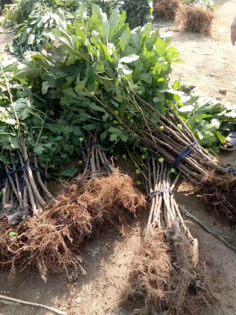 波姬红无花果苗矮化当年结果无花果树苗南北方盆栽地栽批发价