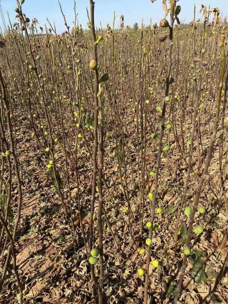 波姬红无花果苗矮化当年结果无花果树苗南北方盆栽地栽批发价