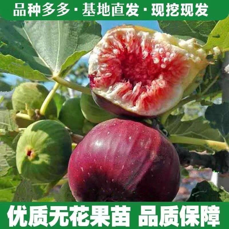 波姬红无花果苗矮化当年结果无花果树苗南北方盆栽地栽批发价