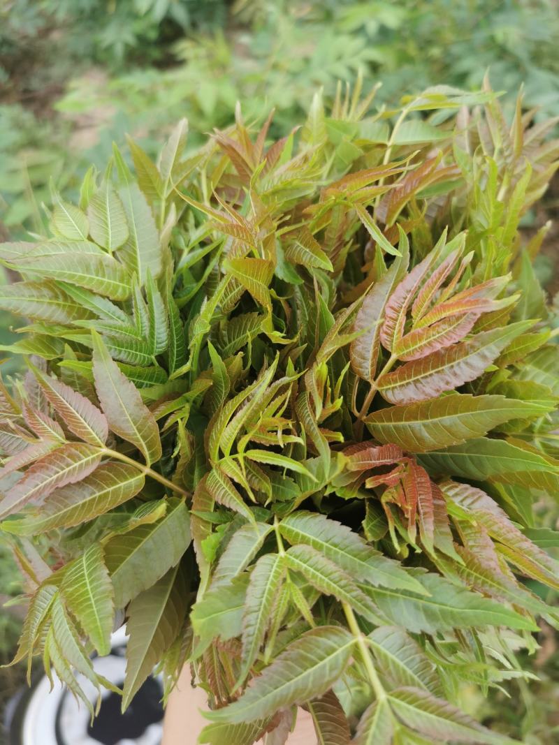 2021年露天红油香椿芽