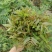 2021年露天红油香椿芽