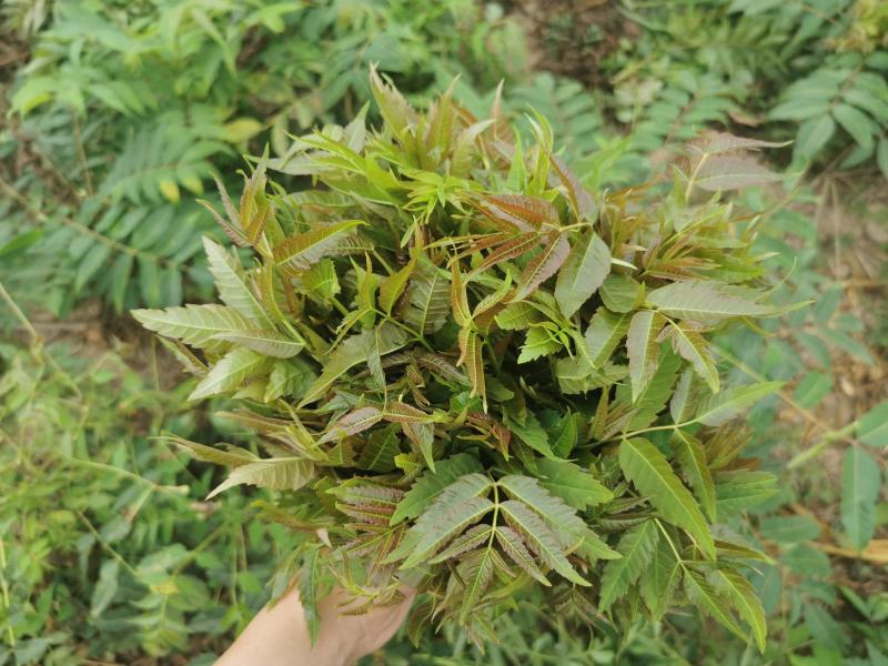 2021年露天红油香椿芽