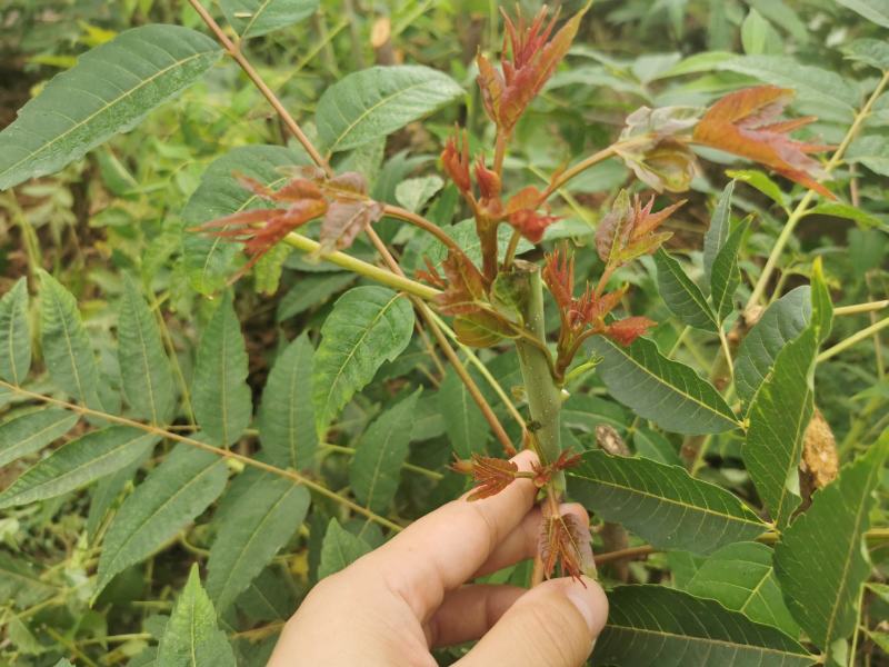 2021年露天红油香椿芽