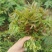 2021年露天红油香椿芽