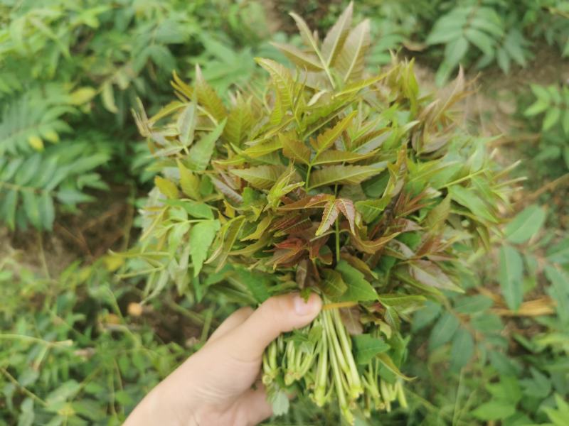 2021年露天红油香椿芽