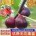 果树苗无花果苗四季种植树苗当年挂果波姬红无花果批发价