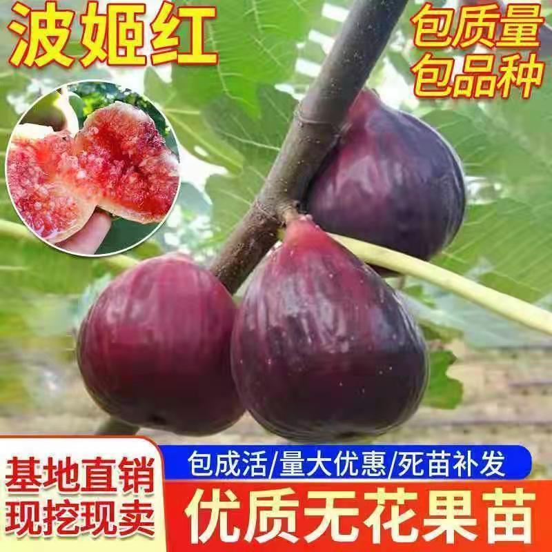 果树苗无花果苗四季种植树苗当年挂果波姬红无花果批发价