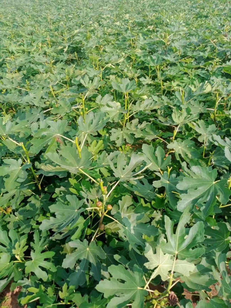 果树苗无花果苗四季种植树苗当年挂果波姬红无花果批发价