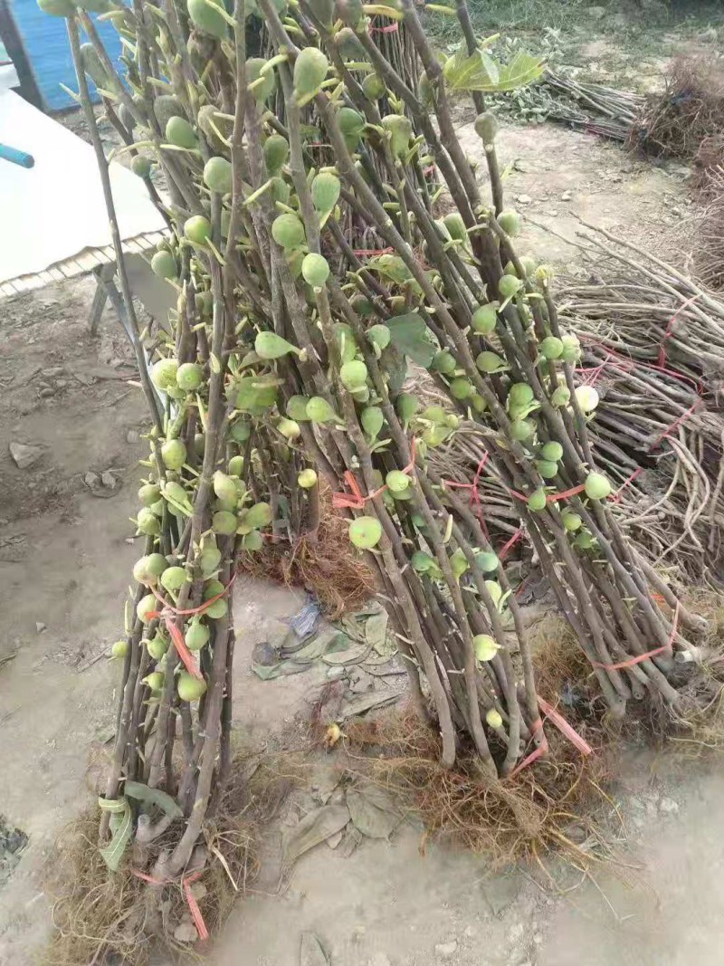 果树苗无花果苗四季种植树苗当年挂果波姬红无花果批发价