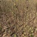 果树苗无花果苗四季种植树苗当年挂果波姬红无花果批发价