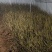果树苗无花果苗四季种植树苗当年挂果波姬红无花果批发价