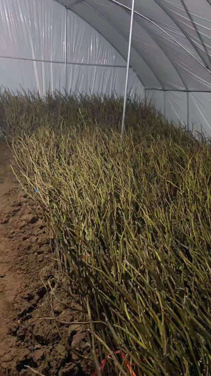 果树苗无花果苗四季种植树苗当年挂果波姬红无花果批发价