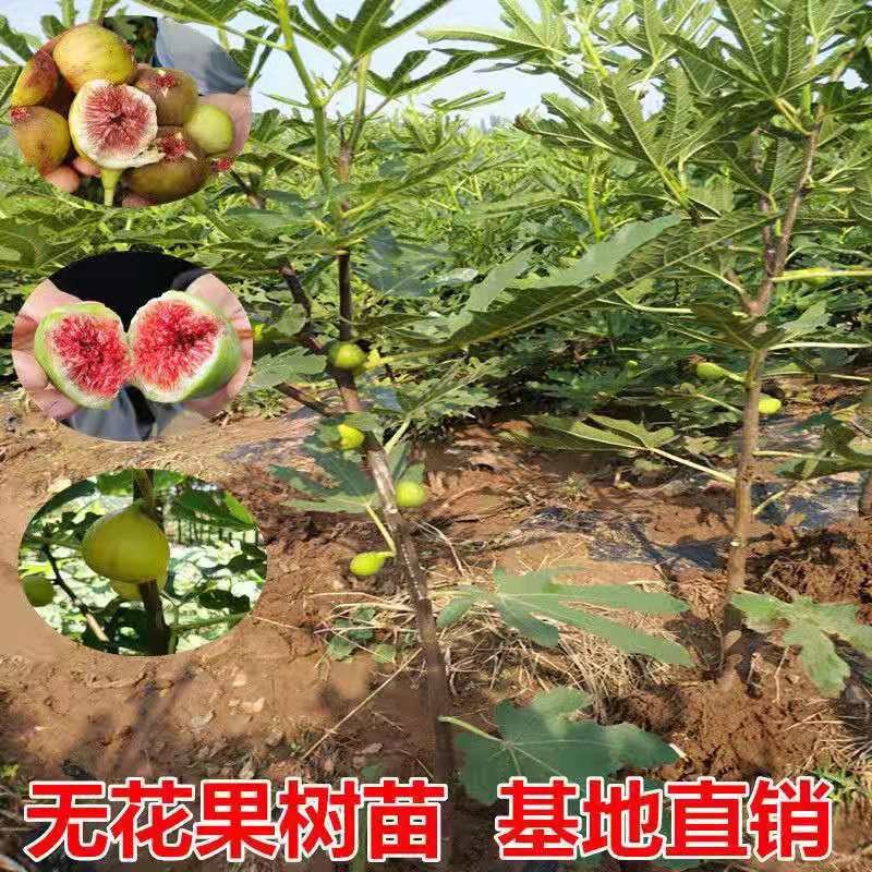 果树苗无花果苗四季种植树苗当年挂果波姬红无花果批发价