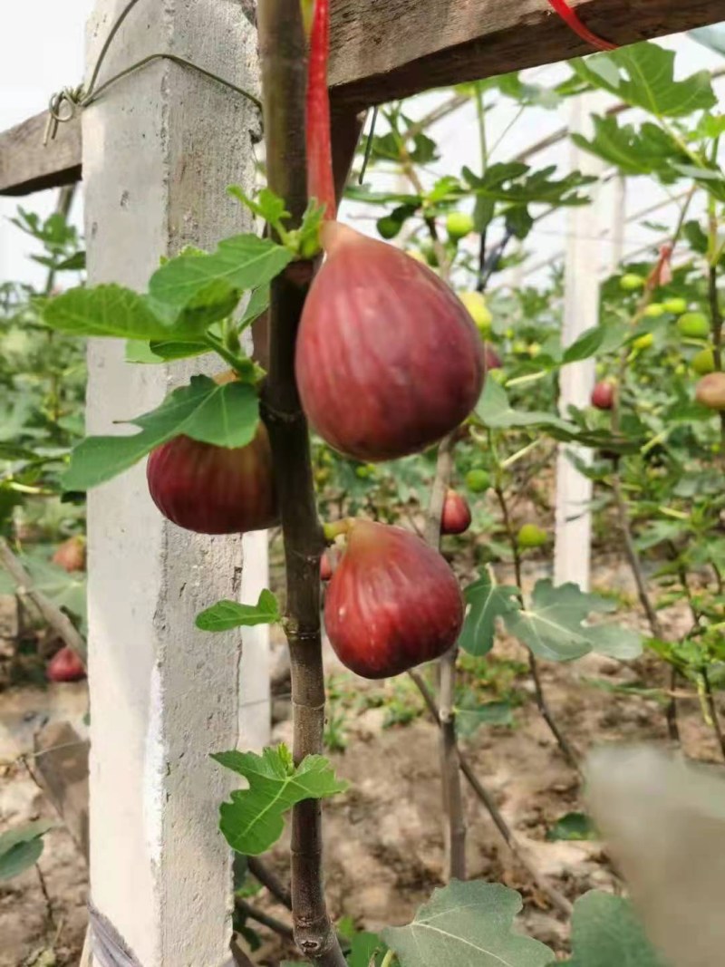 果树苗无花果苗四季种植树苗当年挂果波姬红无花果批发价
