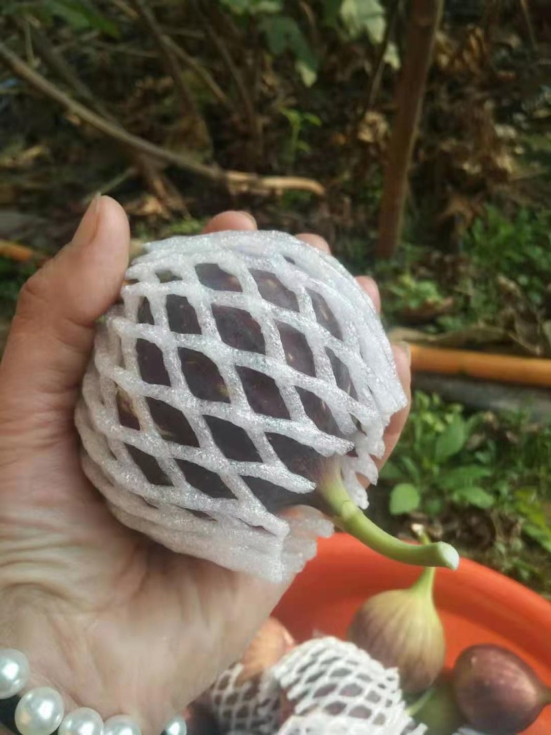 果树苗无花果苗四季种植树苗当年挂果波姬红无花果批发价