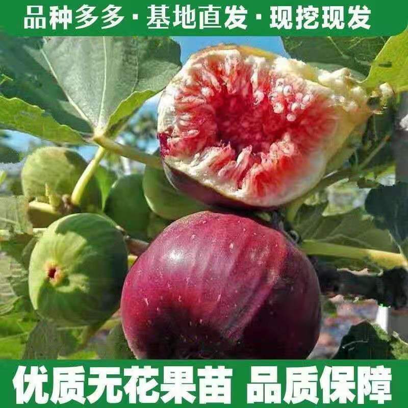 果树苗无花果苗四季种植树苗当年挂果波姬红无花果批发价