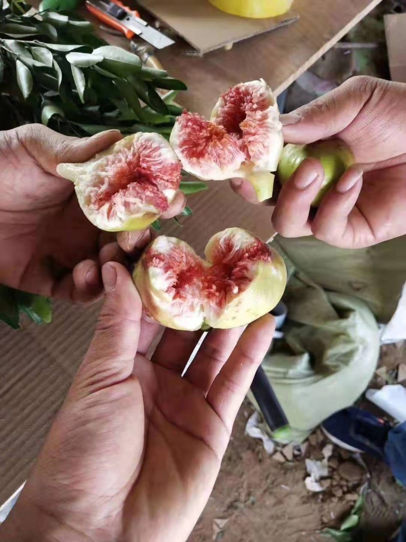 果树苗无花果苗四季种植树苗当年挂果波姬红无花果批发价
