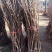 果树苗无花果苗四季种植树苗当年挂果波姬红无花果批发价