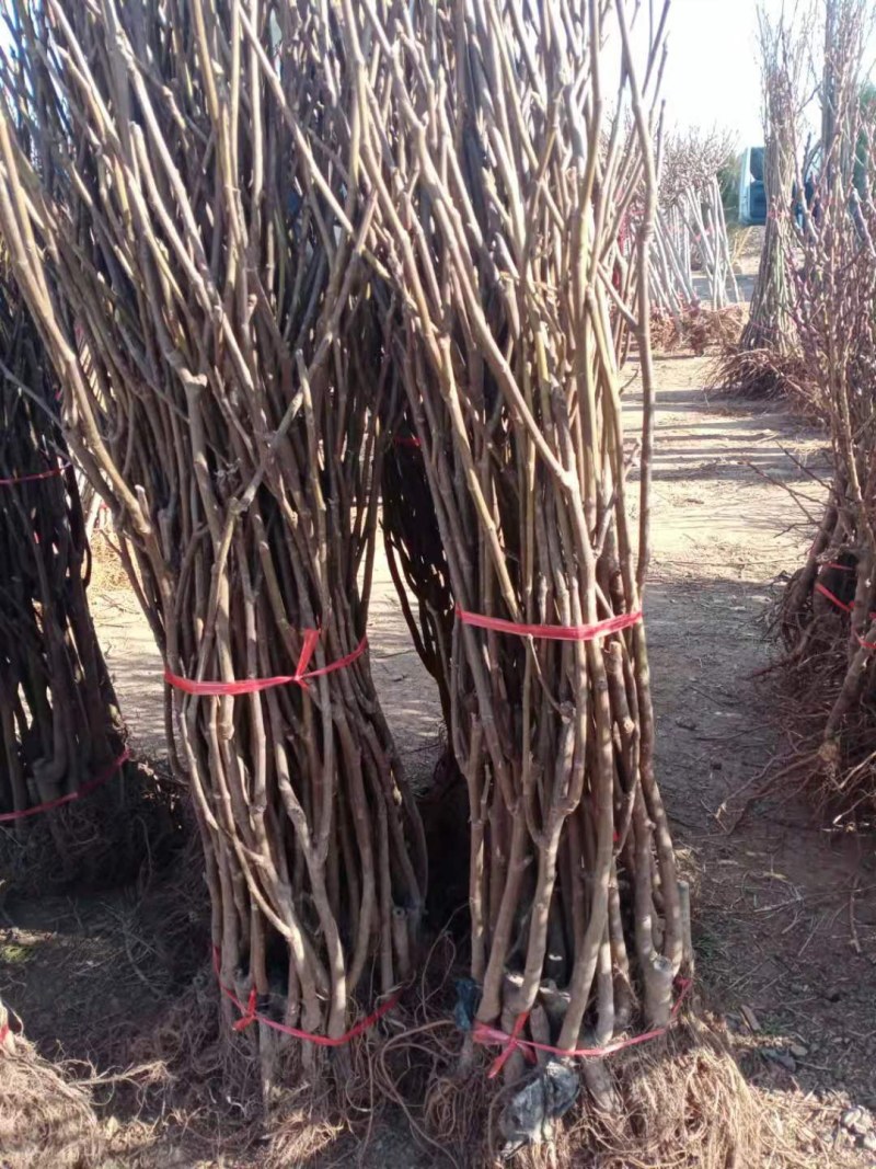 果树苗无花果苗四季种植树苗当年挂果波姬红无花果批发价