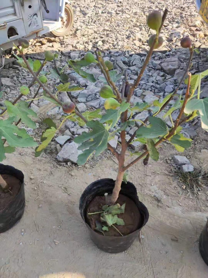 果树苗无花果苗四季种植树苗当年挂果波姬红无花果批发价