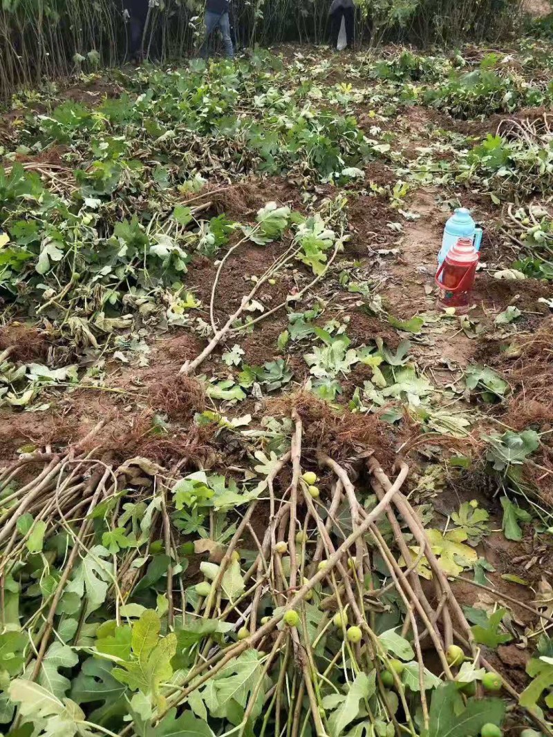 果树苗无花果苗四季种植树苗当年挂果波姬红无花果批发价
