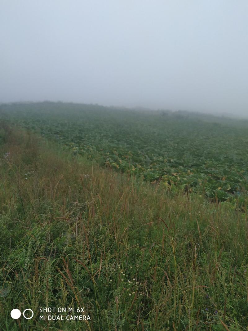 河北黄心白菜蔚县黄心大白菜，质量保证不吃差价