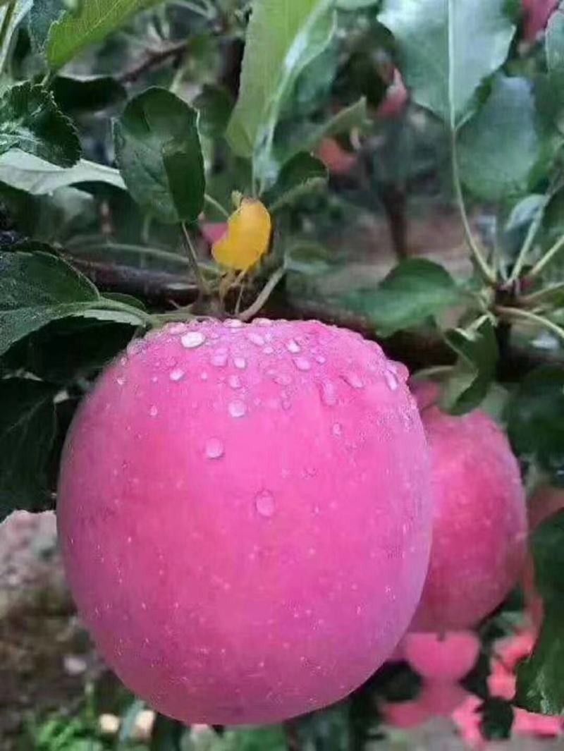 黄土高原高海拔山地苹果