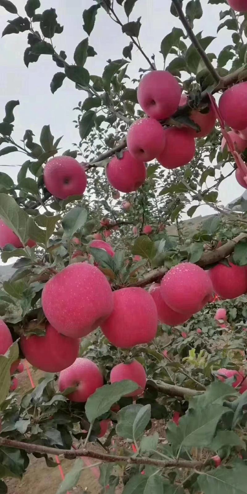 黄土高原高海拔山地苹果