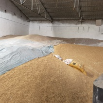 本合作社有多种品种小麦，欢迎有需要者咨询