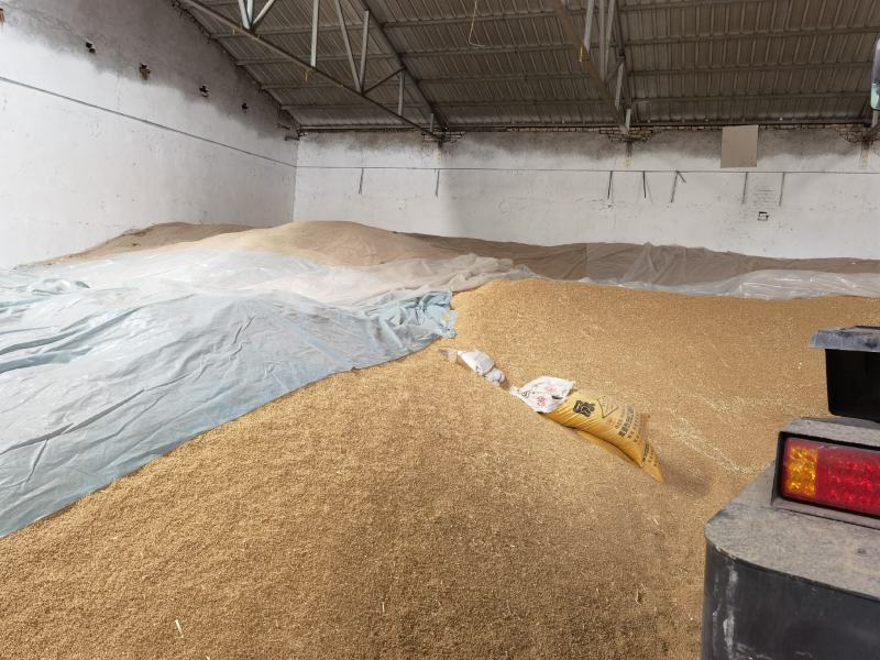 本合作社有多种品种小麦，欢迎有需要者咨询