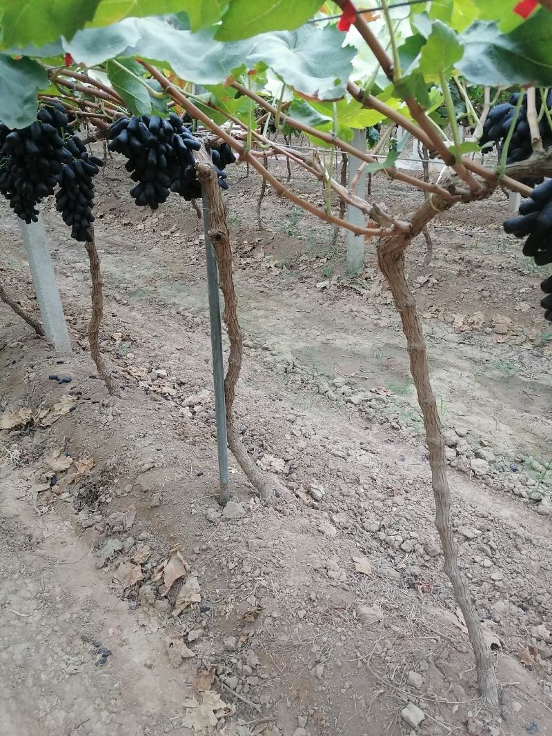 山西运城阳光玫瑰葡萄产地大量上市