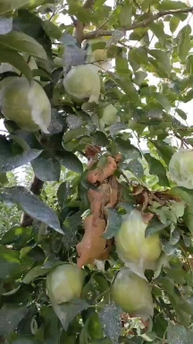 金帅苹果