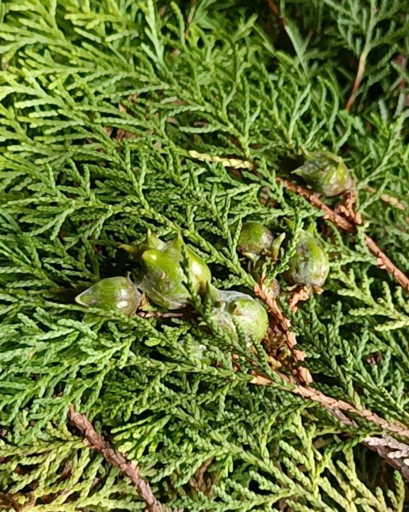 云南野生无硫侧柏叶柏枝叶扁柏叶岩柏阿彼热阿休统货