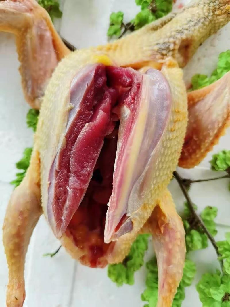 鸽子，白条鸽现杀现发货自产自销一手货源一件代发