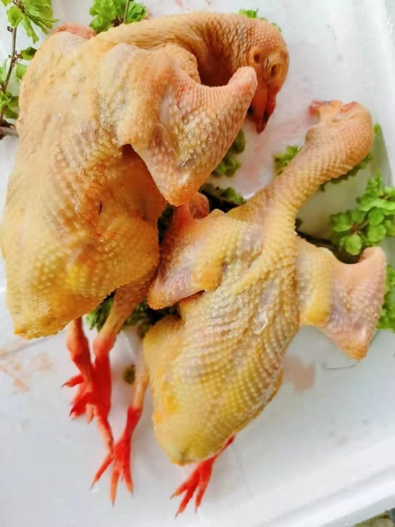 鸽子，白条鸽现杀现发货自产自销一手货源一件代发