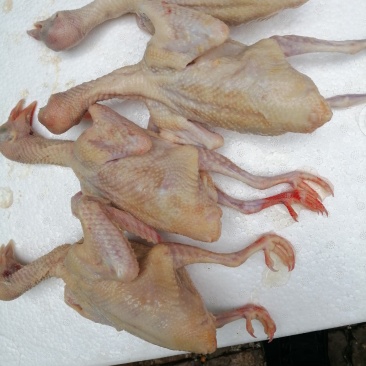 鸽子，白条鸽现杀现发货自产自销一手货源一件代发