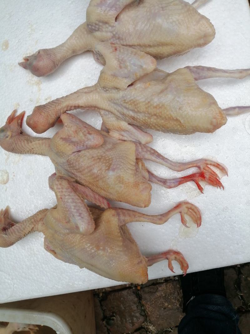 鸽子，白条鸽现杀现发货自产自销一手货源一件代发
