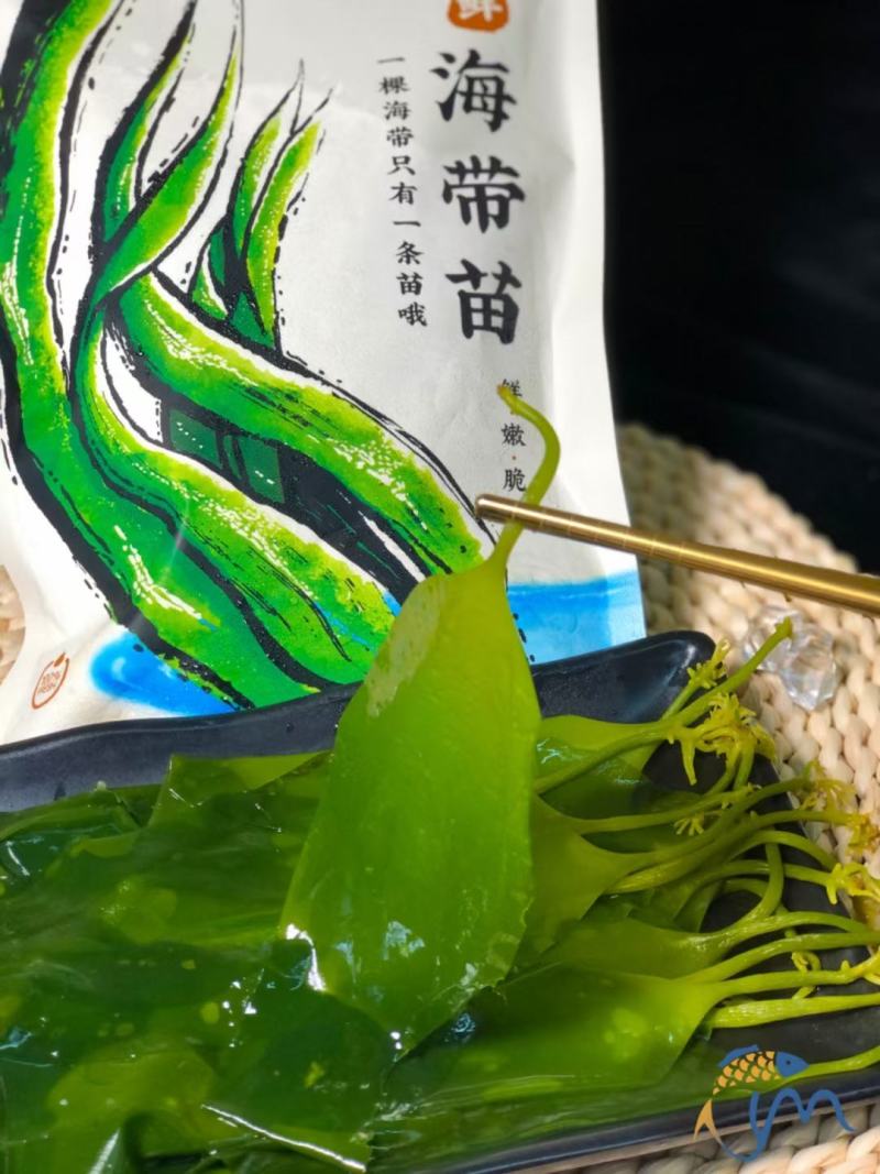 海带苗海带鲜海带苗