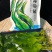 海带苗海带鲜海带苗