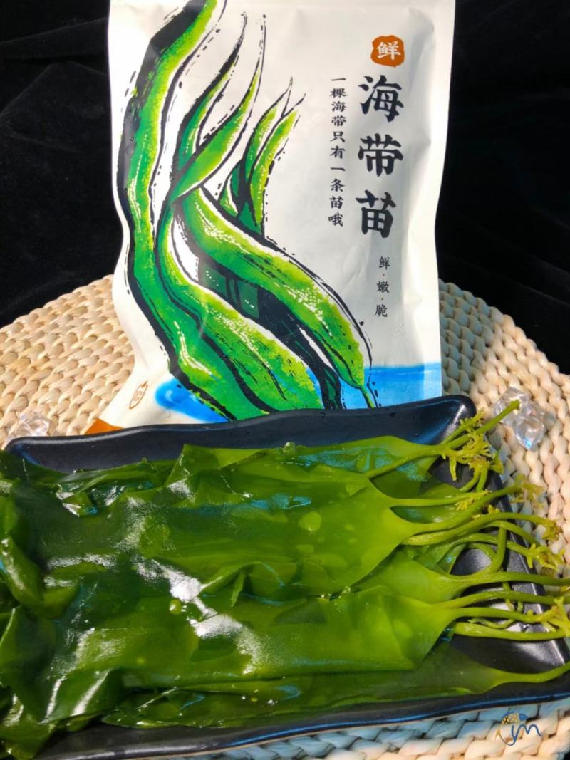 海带苗海带鲜海带苗