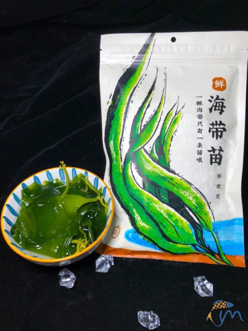 海带苗海带鲜海带苗