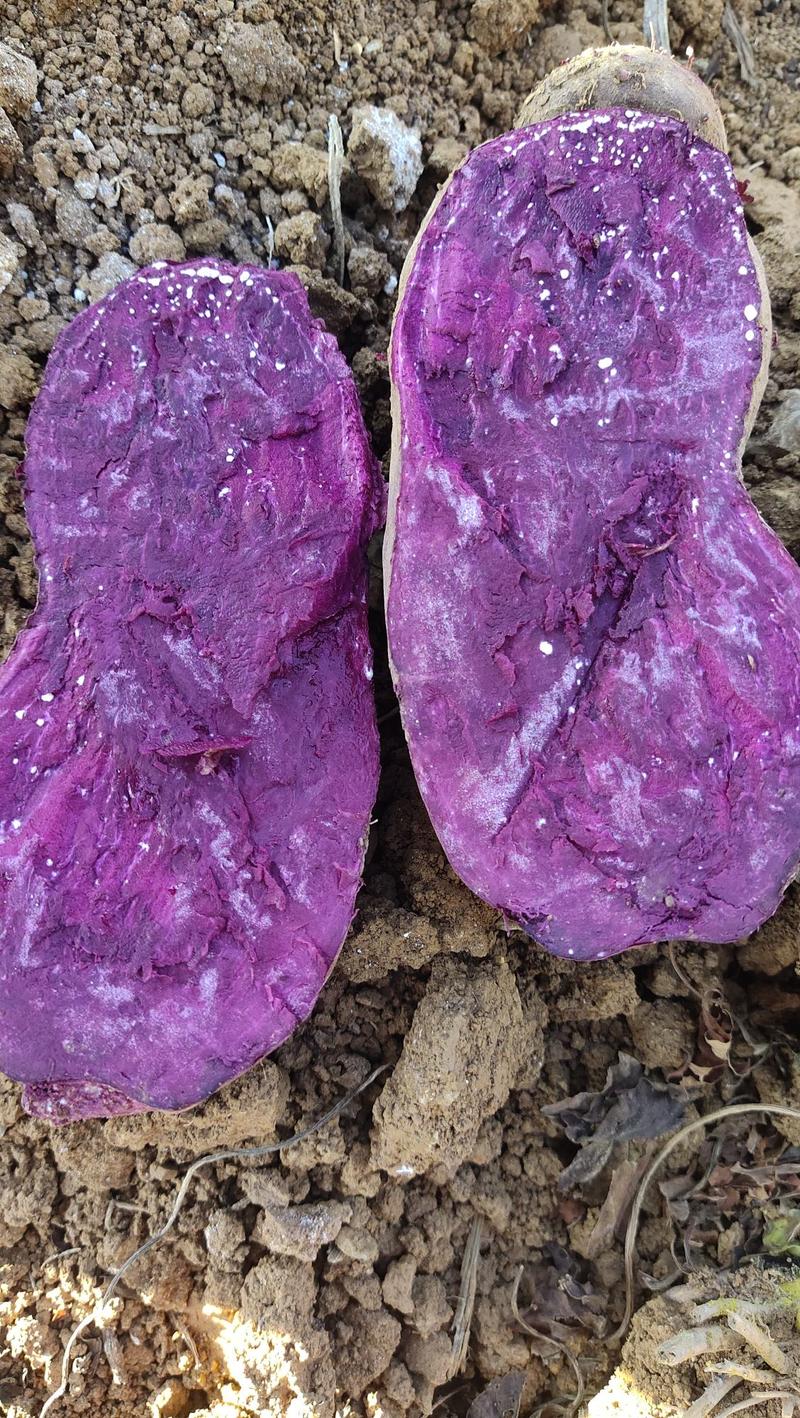 云南山地紫薯品质好淀粉含量高，香软粉糯，电商加工厂适用。